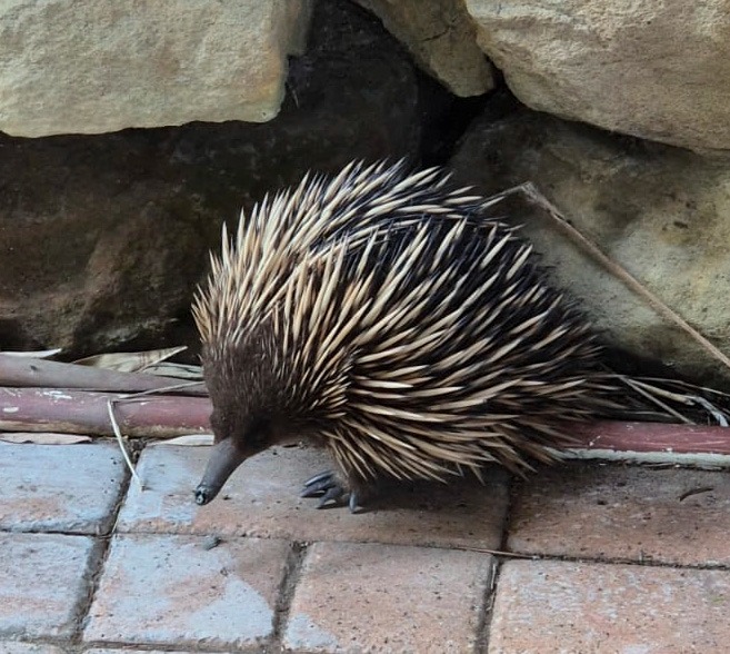 An echidna visiting the garden at Clontarf House